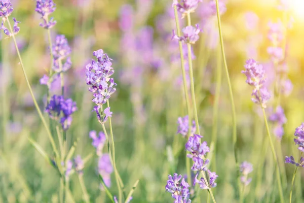 Lavendel Violette Bloemen Veld Bij Zonsondergang — Stockfoto