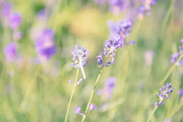 Lavanda Flores Violetas Campo Atardecer — Foto de Stock