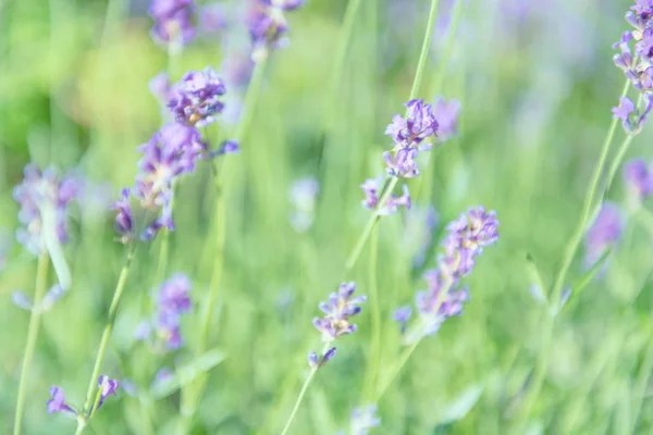 Lavanda Flores Violetas Campo Atardecer — Foto de Stock