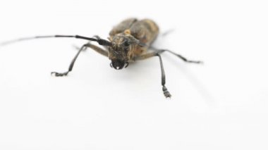 Longhorn böceği veya longicorn Cerambycidae beyaz arka plan üzerinde izole