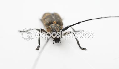 Longhorn böceği veya longicorn Cerambycidae beyaz arka plan üzerinde izole