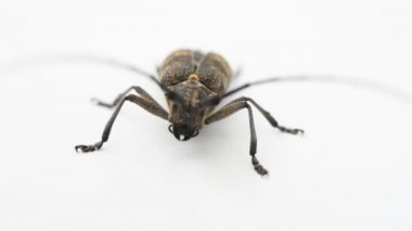Longhorn böceği veya longicorn Cerambycidae beyaz arka plan üzerinde izole