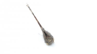 Sarı bacaklı kaplumbağa kabuğu veya beyaz arka plan üzerinde izole büyük kaplumbağa kabuğu (Nymphalis xanthomelas) kelebek