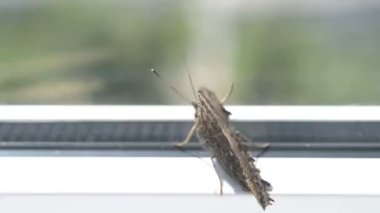 Sarı bacaklı kaplumbağa kabuğu veya beyaz arka plan üzerinde izole büyük kaplumbağa kabuğu (Nymphalis xanthomelas) kelebek