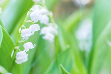 Vadi zambaklarının vahşi beyaz çiçekleri.