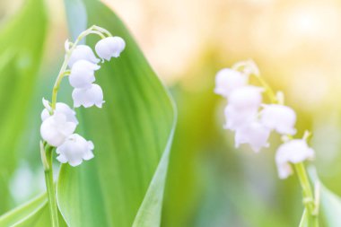 Vadi zambaklarının vahşi beyaz çiçekleri.