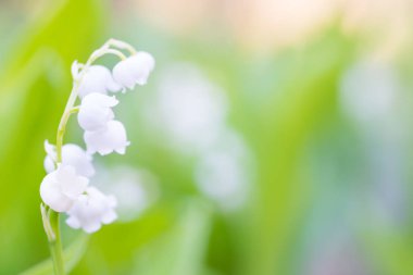 Vadi zambaklarının vahşi beyaz çiçekleri.