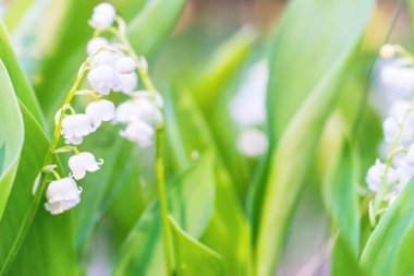 Vadi zambaklarının vahşi beyaz çiçekleri.