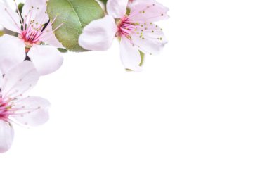 Pembe erik çiçekleri beyaz arka plan üzerinde izole yeşil yaprakları ile