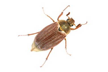 Hata veya beyaz arka plan üzerinde - makro çekim büyük böcek izole cockchafer (baktım baktım)