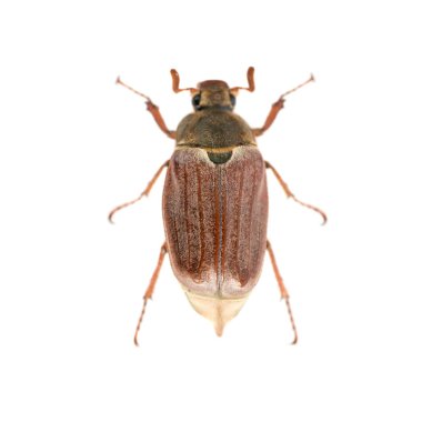 Hata veya beyaz arka plan üzerinde - makro çekim büyük böcek izole cockchafer (baktım baktım)