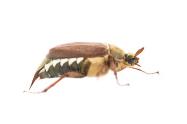 Hata veya beyaz arka plan üzerinde - makro çekim büyük böcek izole cockchafer (baktım baktım)