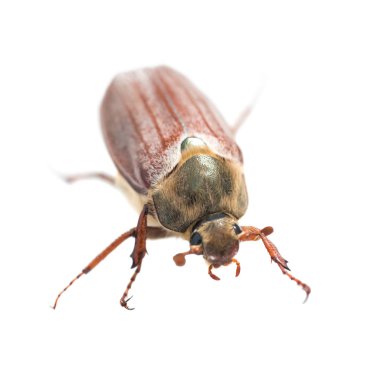 Hata veya beyaz arka plan üzerinde - makro çekim büyük böcek izole cockchafer (baktım baktım)