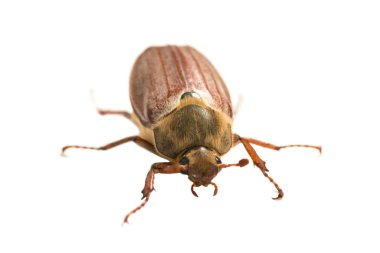 Hata veya beyaz arka plan üzerinde - makro çekim büyük böcek izole cockchafer (baktım baktım)
