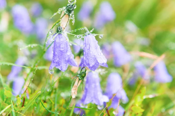 Wet Blue Flowers Bluebells Water Drops Green Field Macro Shot — Stock Photo, Image