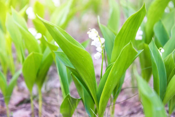 Fiori Bianchi Selvatici Giglio Della Valle Nel Bosco Macro Primo — Foto Stock