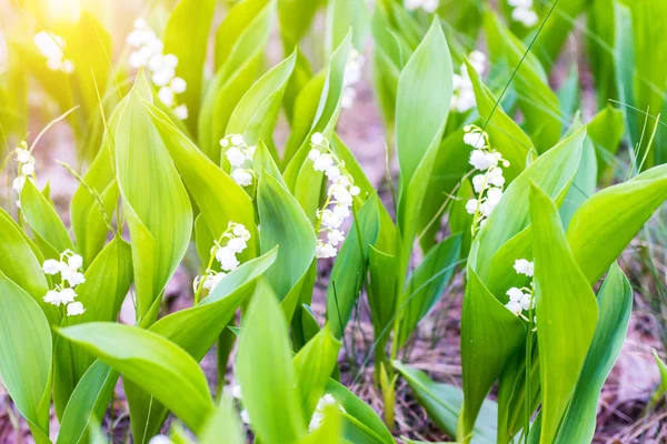 Zielone Pole Białych Kwiatów Leśnych Lilia Dolinie — Zdjęcie stockowe