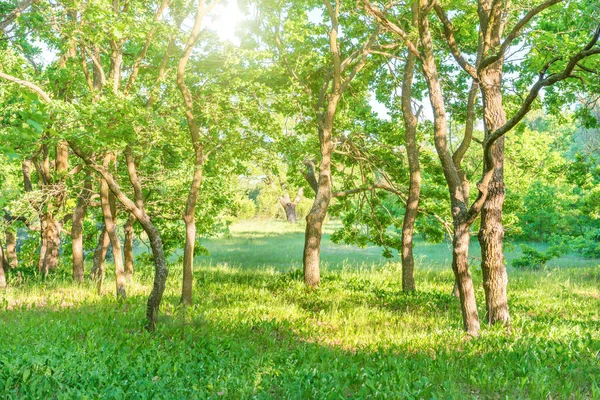 Landschaft Mit Grünem Wald Und Schöner Natur — Stockfoto