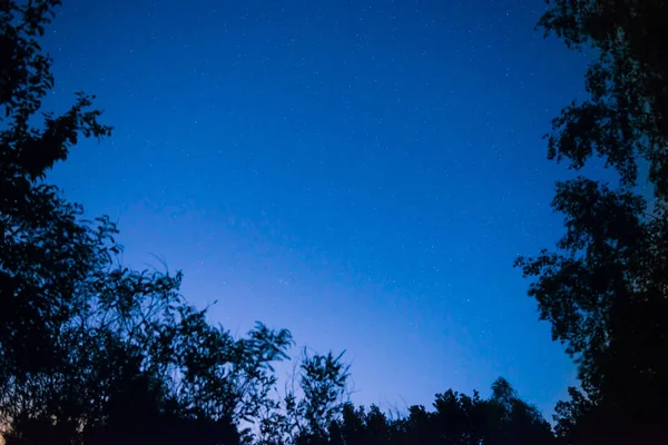 以明亮的星辰为空间背景的深蓝色森林夜空 — 图库照片