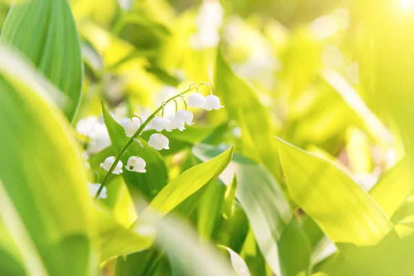 White Flowers Lily Valley Green Leaves — Stock Photo, Image