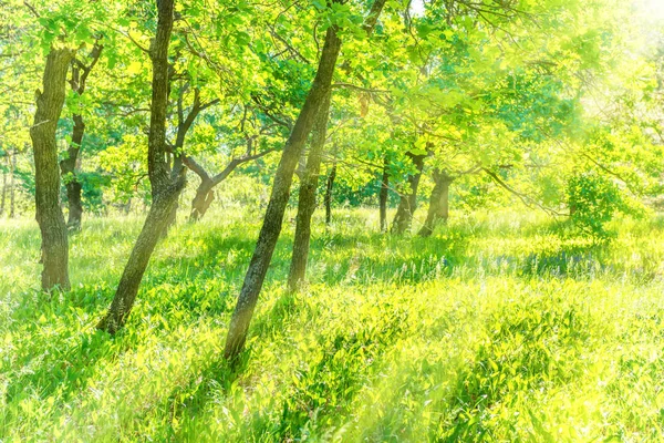 緑の芝生と太陽の光のフィールドと公園の木の幹 — ストック写真