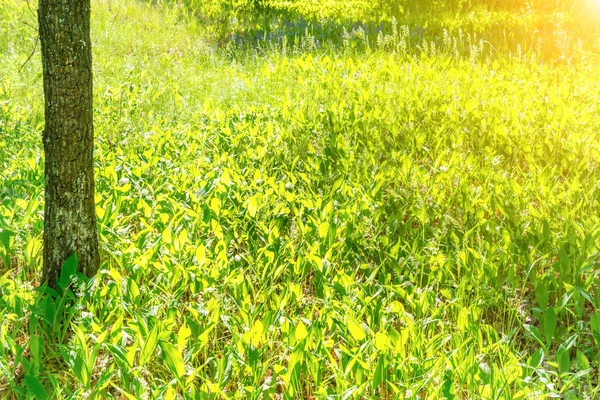 Bagażnik Parku Zieloną Trawą Światłem Słonecznym — Zdjęcie stockowe