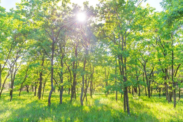 Landschaft Mit Grünem Wald Und Schöner Natur — Stockfoto