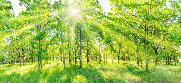 Green forest panorama - panoramic landscape with sun rays light shining through trees