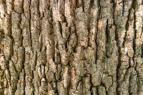 樫の木の樹皮のテクスチャーのマクロ撮影に使える自然な背景 — ストック写真