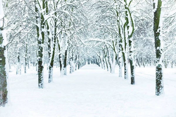 Snow Park Avec Des Arbres Blancs Sur Allée Centrale — Photo