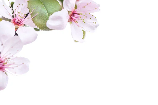 Pink Plum Flowers Green Leaves Isolated White Background — Stock Photo, Image
