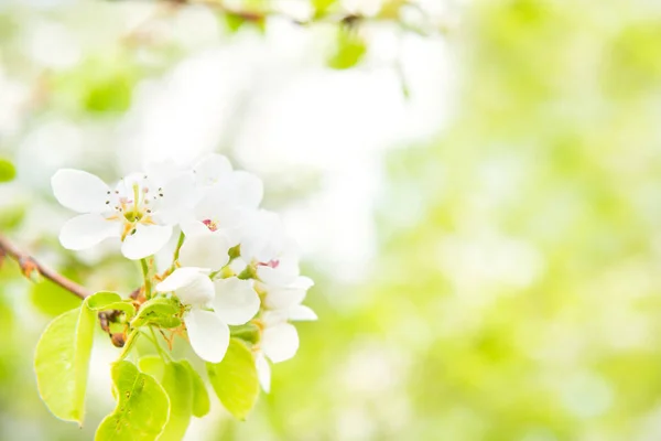 Blütenbirnenbaum Weißen Blüten Und Grünem Hintergrund — Stockfoto