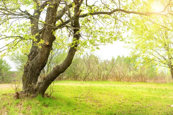 Meşe ağaçları ve güneşli çim çim yeşil park