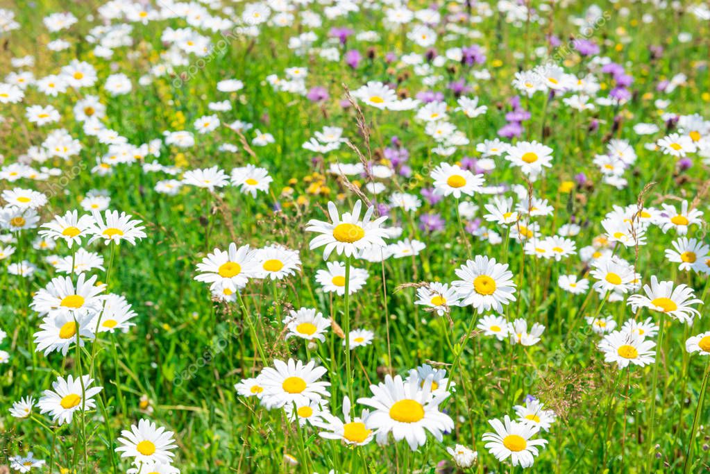 Green summer field of white flowers daisies