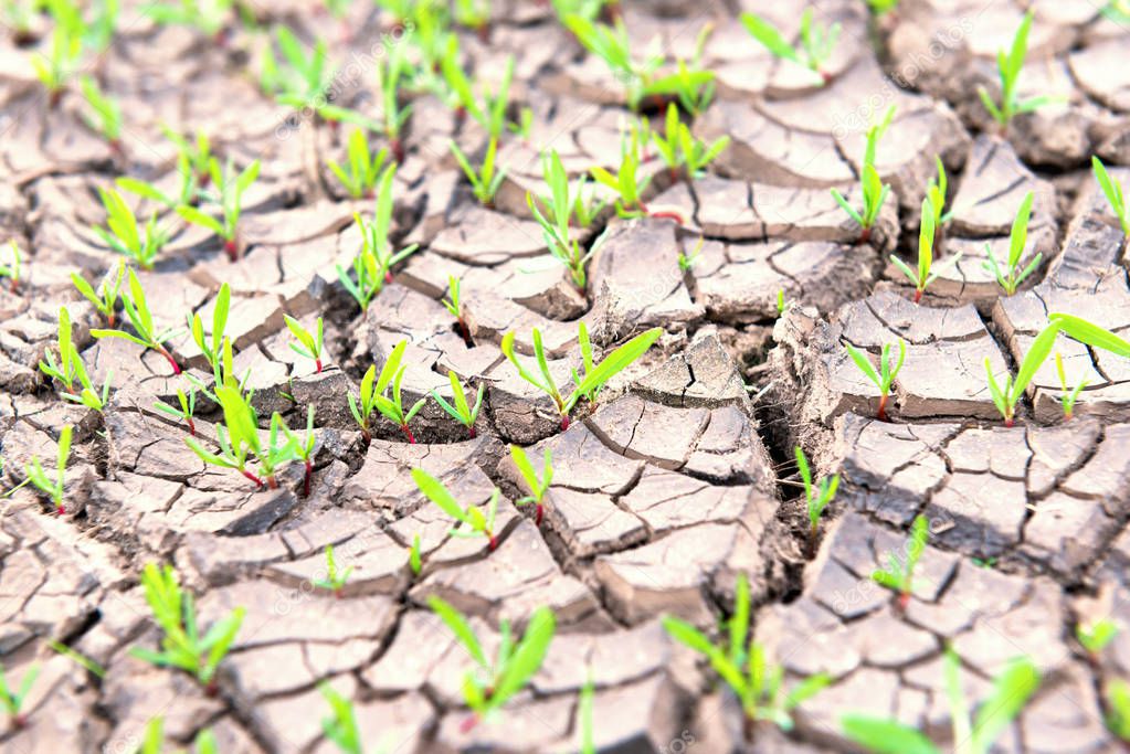 Dry cracked land with small green plants