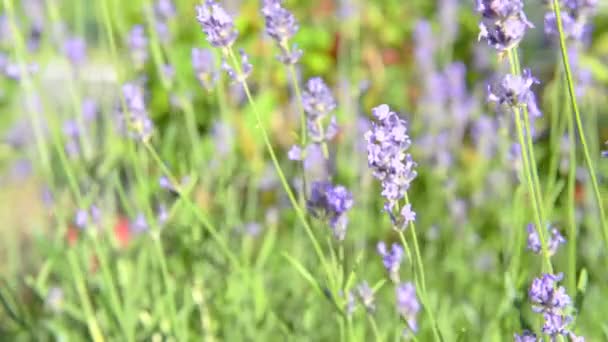 Lavender Violet Flowers Field Sunset — Stock Video