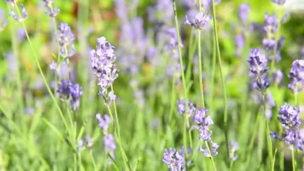 Lavendel Violette Bloemen Veld Bij Zonsondergang — Stockvideo