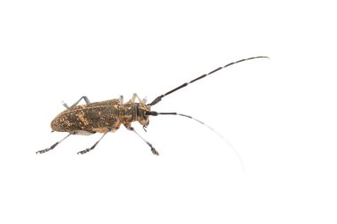 Longhorn böceği veya longicorn Cerambycidae beyaz arka plan üzerinde izole
