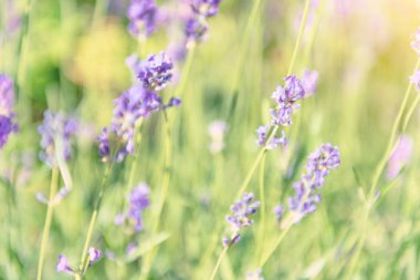 Günbatımı sahasının lavanta menekşe çiçek