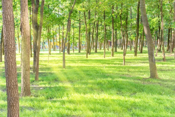 Piękny Słoneczny Park Wiązki Światła Zielonej Trawie — Zdjęcie stockowe