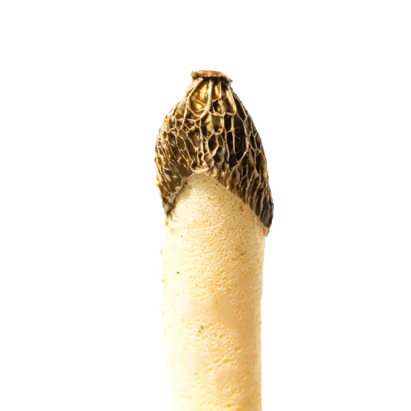 Cogumelo Venenoso Phallus Impudicus Parece Com Morchella Esculenta Isolado Fundo — Fotografia de Stock