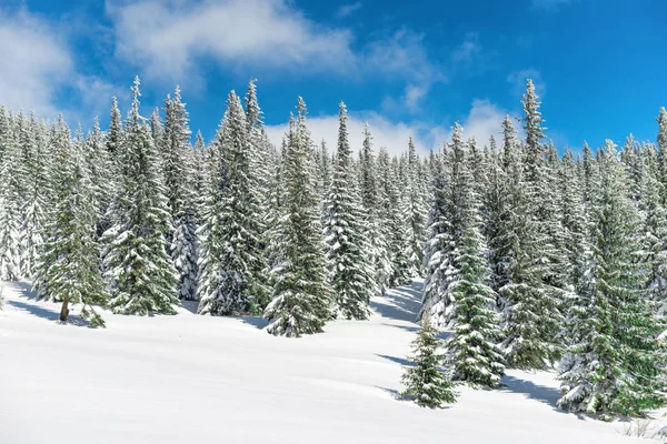 Kış Çam Ağaçları Mavi Gökyüzü Ile Karda — Stok fotoğraf