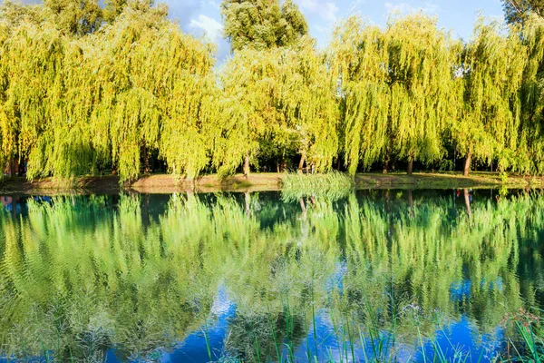 Hermoso Lago Tranquilo Con Reflejo Verde Parque Soleado —  Fotos de Stock