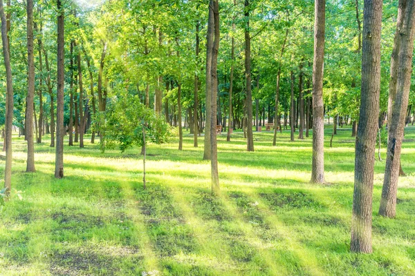 Schöner Sonniger Park Mit Lichtstrahlen Auf Grünem Gras — Stockfoto