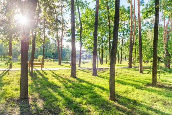 Dřevěná Lavička Krásném Zeleném Slunečném Parku — Stock fotografie