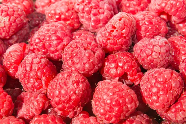 Pile Framboises Juteuses Mûres Fond Alimentaire — Photo