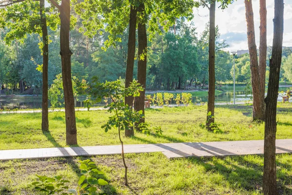 Banc Bois Dans Beau Parc Vert Ensoleillé — Photo