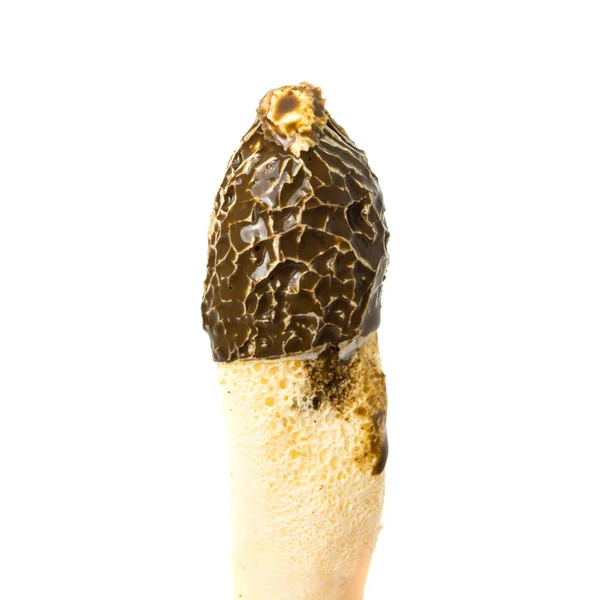 Cogumelo Venenoso Phallus Impudicus Parece Com Morchella Esculenta Isolado Fundo — Fotografia de Stock