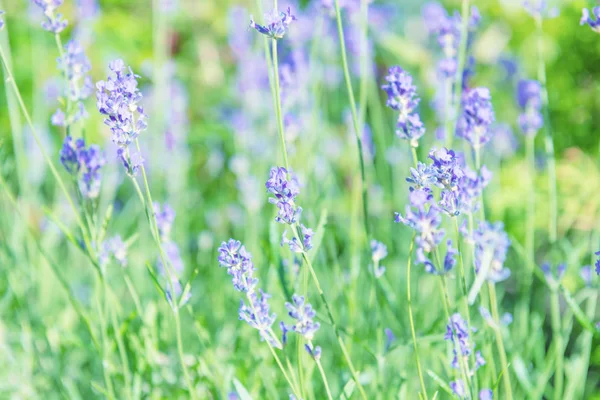 Lavender Violet Flowers Field Sunset — Stock Photo, Image