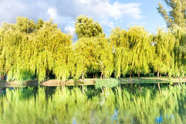 Beautiful Calm Lake Reflection Green Sunny Park — Stock Photo, Image